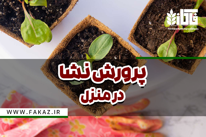 پرورش نشا در منزل